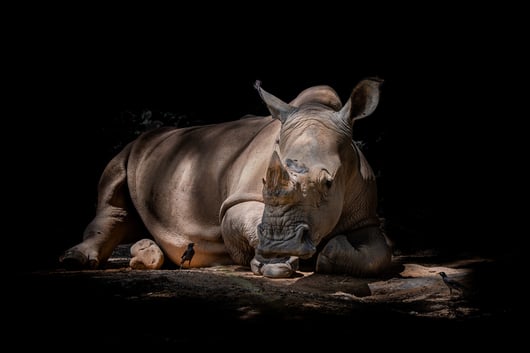 Endangered Species Act Regulations: New and Improved?